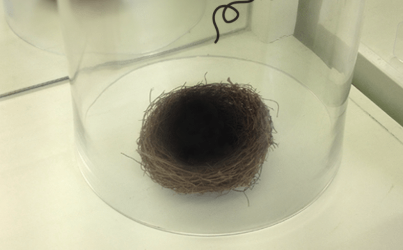 A Love Letter to Eternal Dragonz: On Asian Self-Love and the Possibilities of Cyber&nbsp;Community